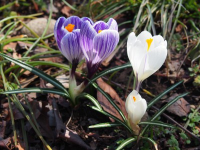 crocus2014322