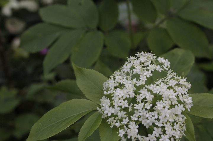 elder unisama