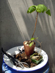 実生の苗の鉢植えづくり 